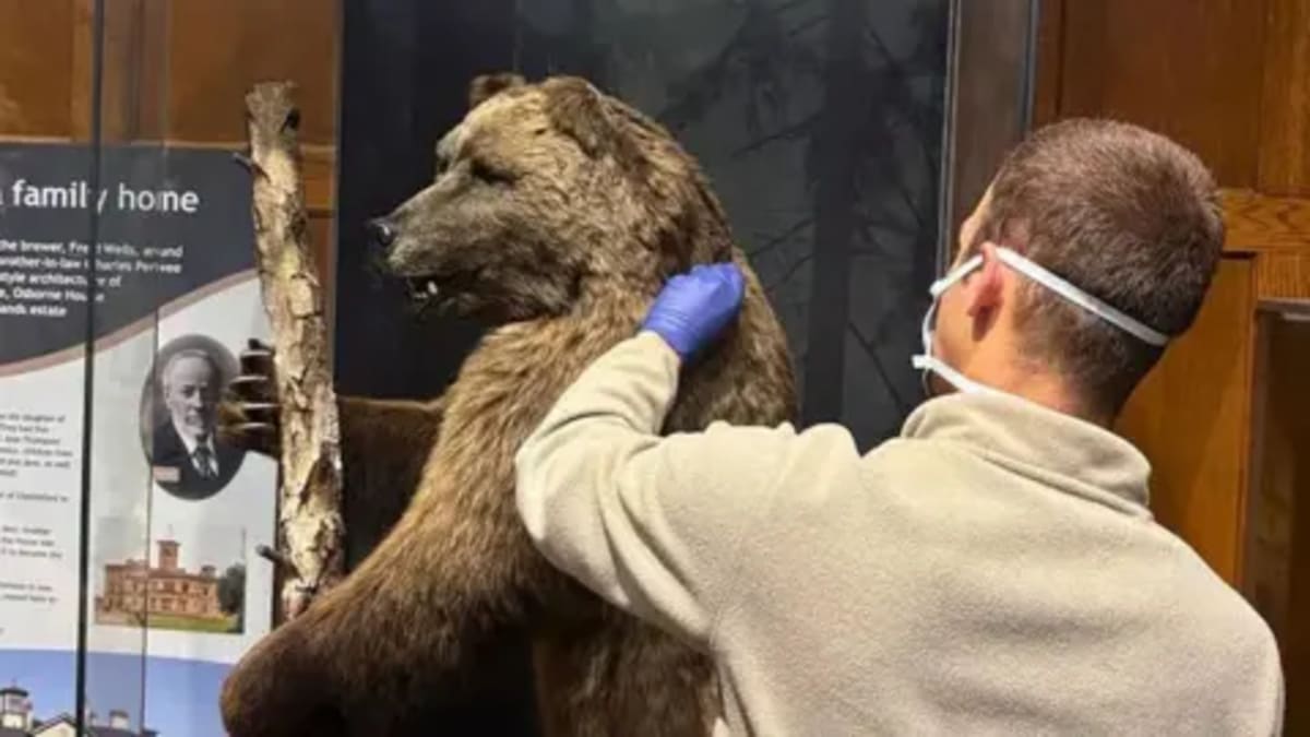 120-Year-Old Museum Bear Helps Fight Wildlife Crime - Image 2