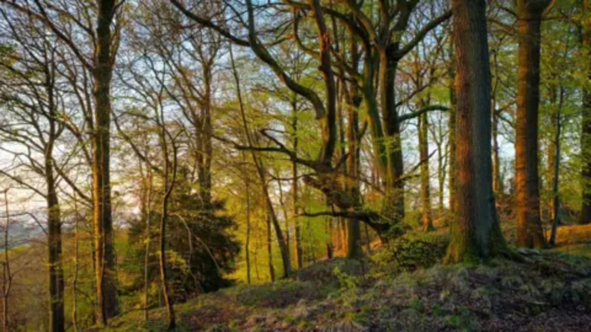 Wildlife Trust Creates 11 Recovery Zones for Attenborough - Image 2