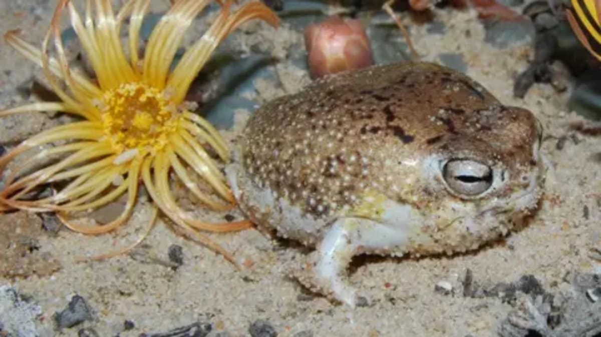 Squeaky Desert Frog Gets Global Protection From Mining - Image 2