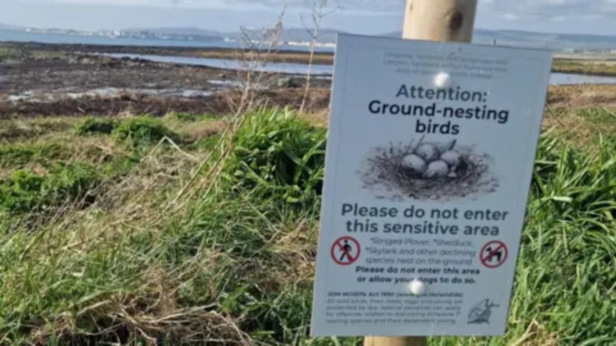 Isle of Man Creates Safe Zone for Endangered Coastal Birds - Image 3