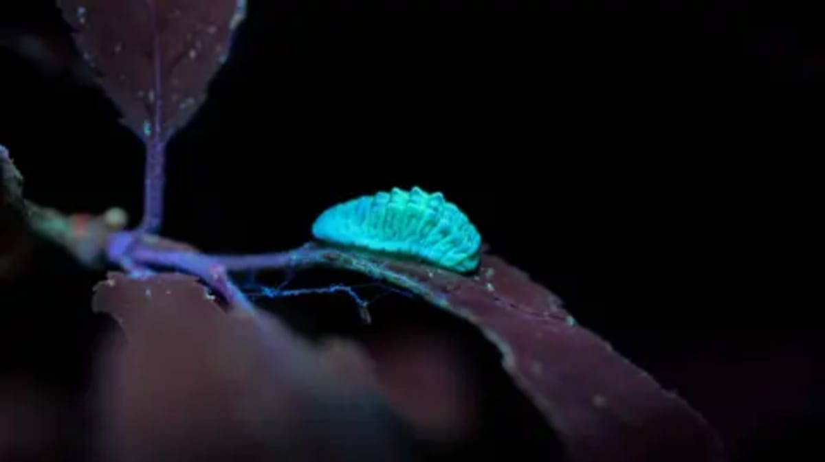Amateur's UV Torch Trick Reveals Glowing Rare Butterflies - Image 2