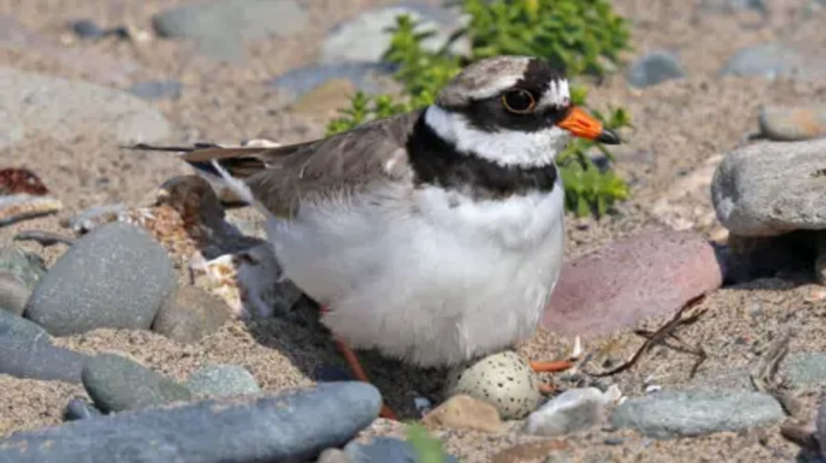 Isle of Man Creates Nature Reserve for 120 Bird Species - Image 2