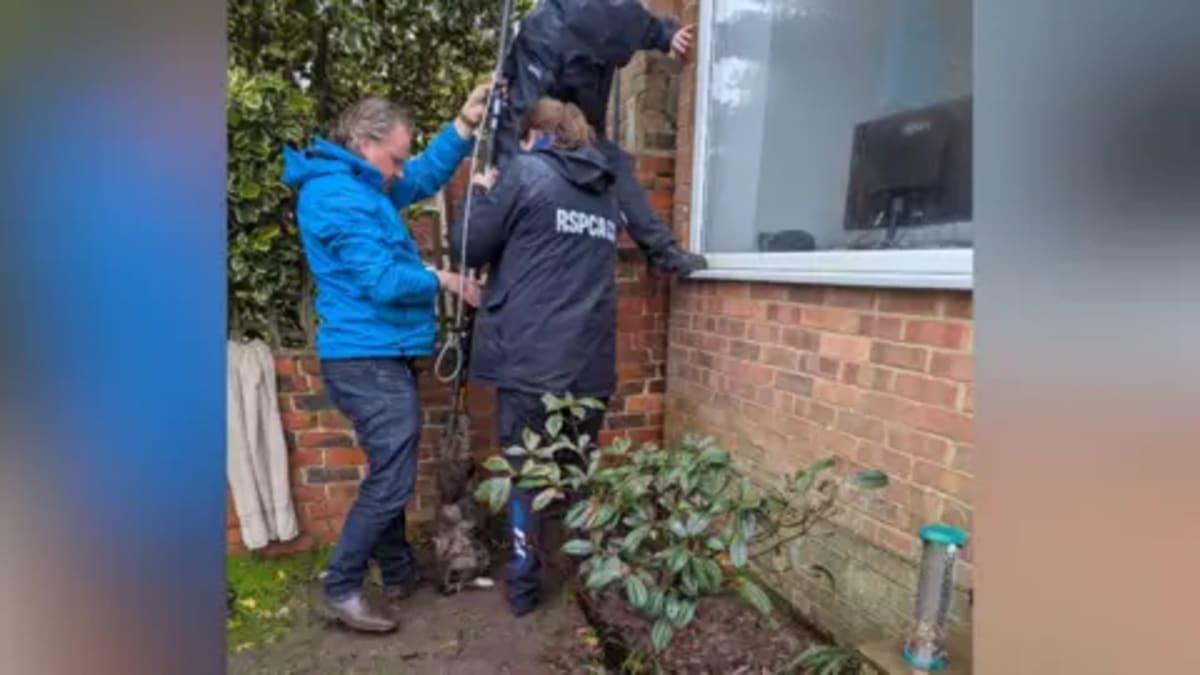 Cat Missing 4 Years Found Two Streets from Home - Image 4