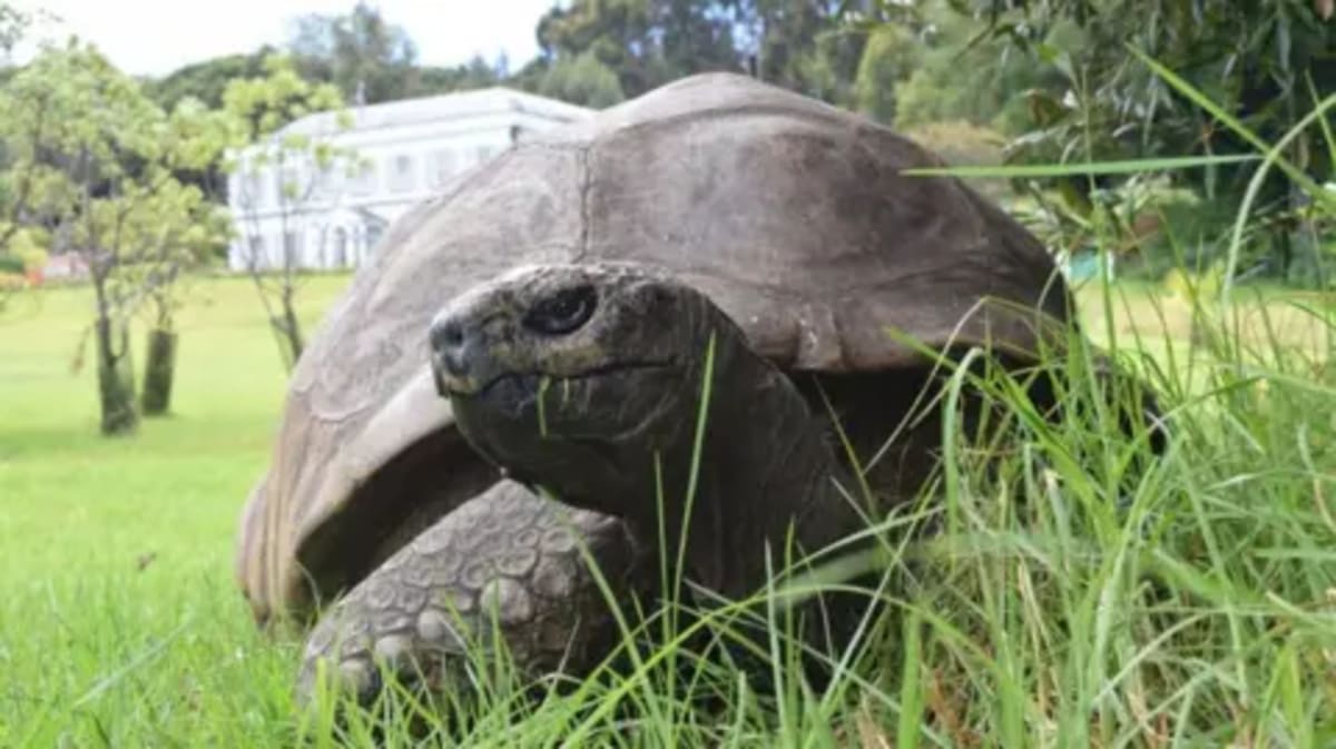 Jonathan the Tortoise Still Alive at 193 After Hoax - Image 2