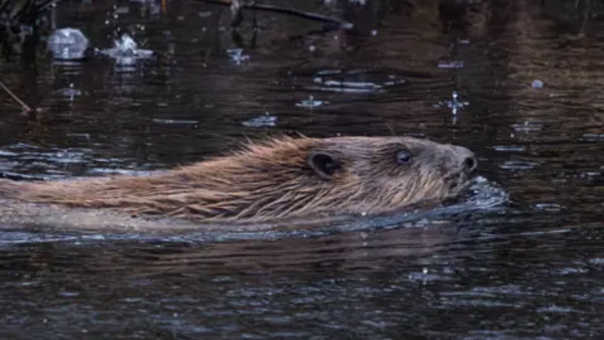 Beavers Return to Cornwall After 500 Years, Slow Floods - Image 3