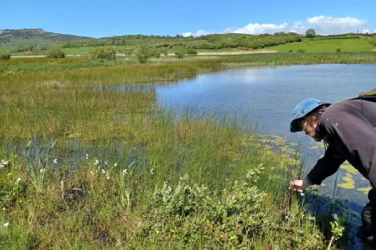 The Bogfather: Wales Scientist Restores Bogs to Fight Climate - Image 3