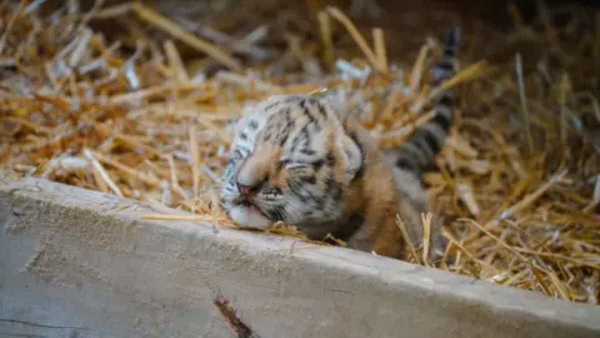 Endangered Tiger Twins Born at UK Safari Park - Image 4