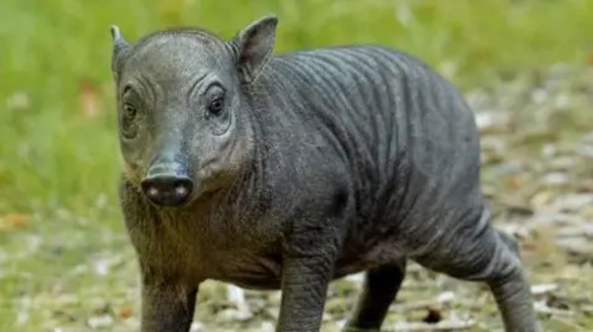 Tiny Endangered Babirusa Brings Hope to Rare Species - Image 2