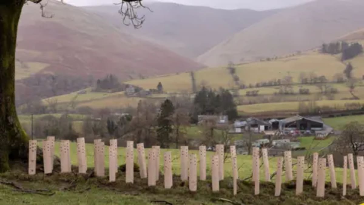 Lake District Volunteers Plant 17,860 Trees in 5 Months - Image 2