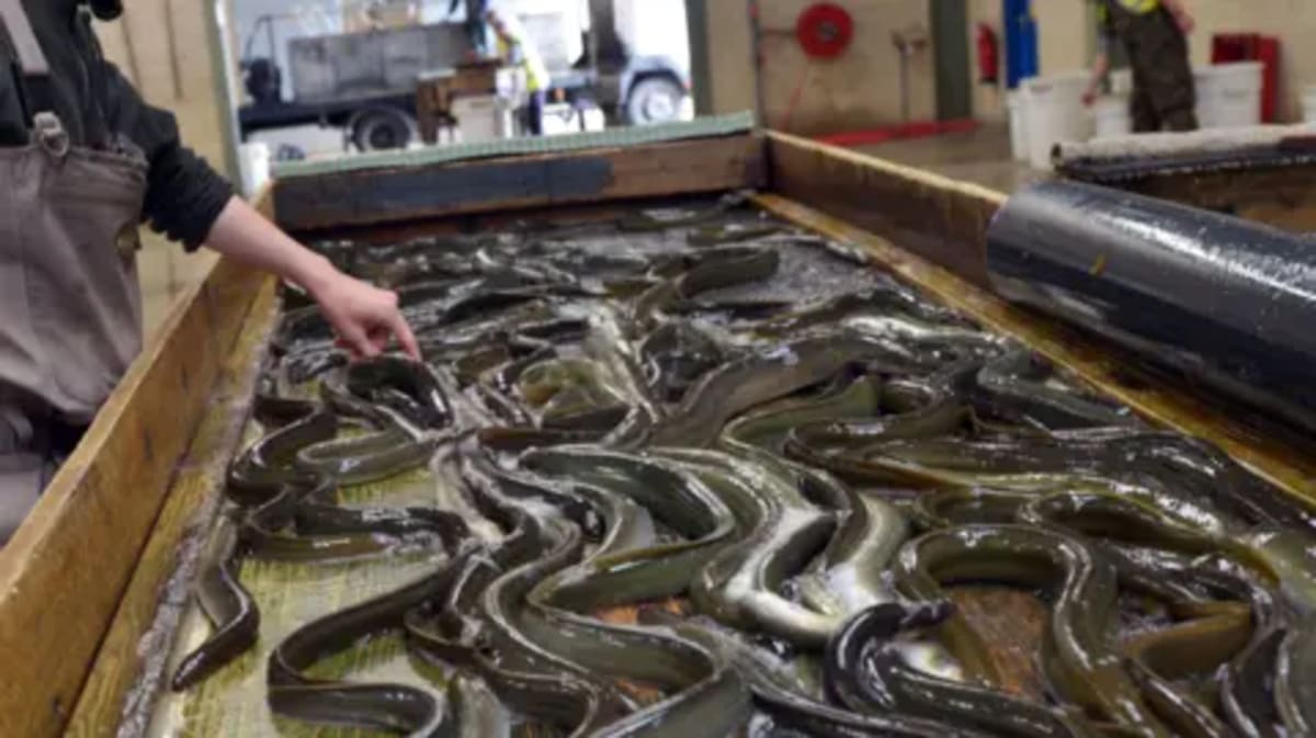 Scientists Race to Save Prehistoric 'Biological Submarine - Image 2