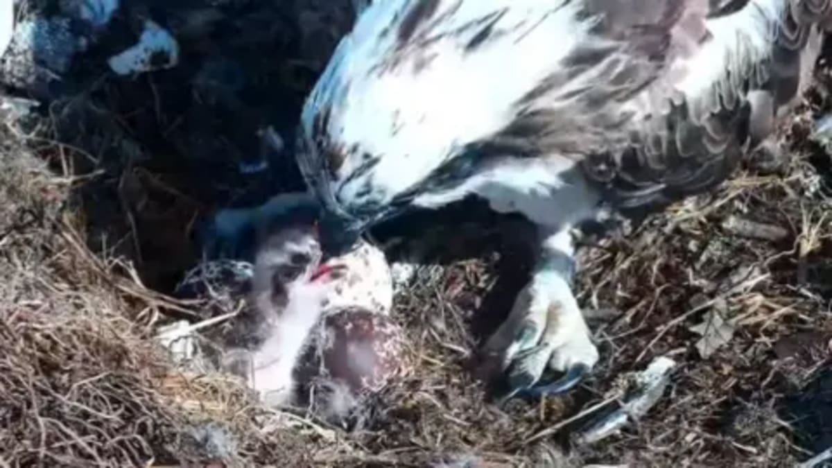 First Osprey Chick Hatches in Southern England for 2026 - Image 2