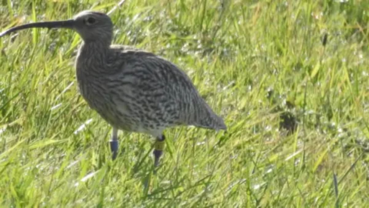 Endangered Curlew Returns Home to Breed After Conservation - Image 3