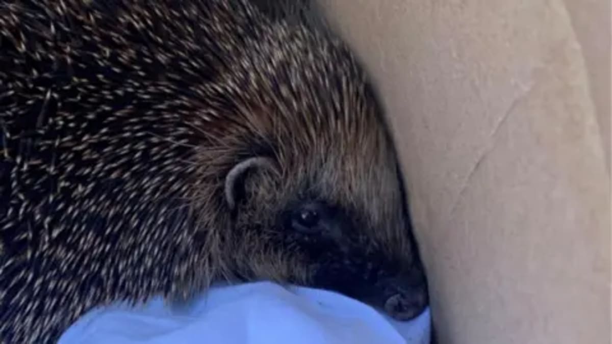 Hedgehog Found Napping in Norwich Charity Shop Donations - Image 2