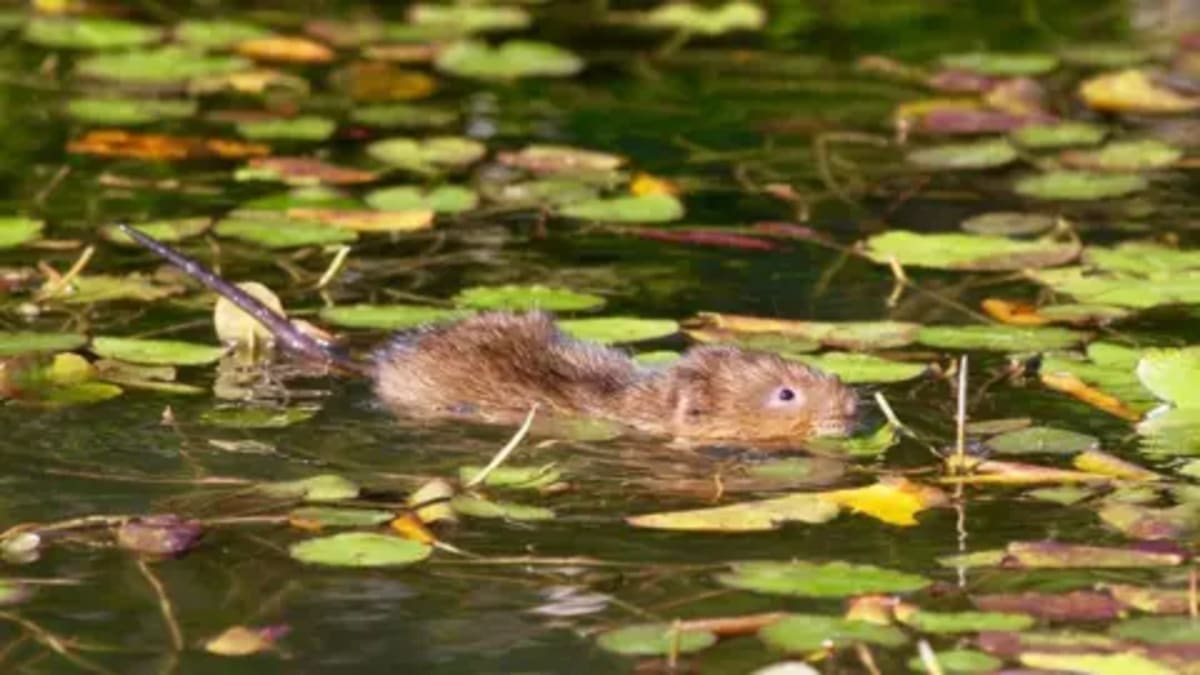 300 Water Voles Return to Surrey River After 20 Years - Image 2