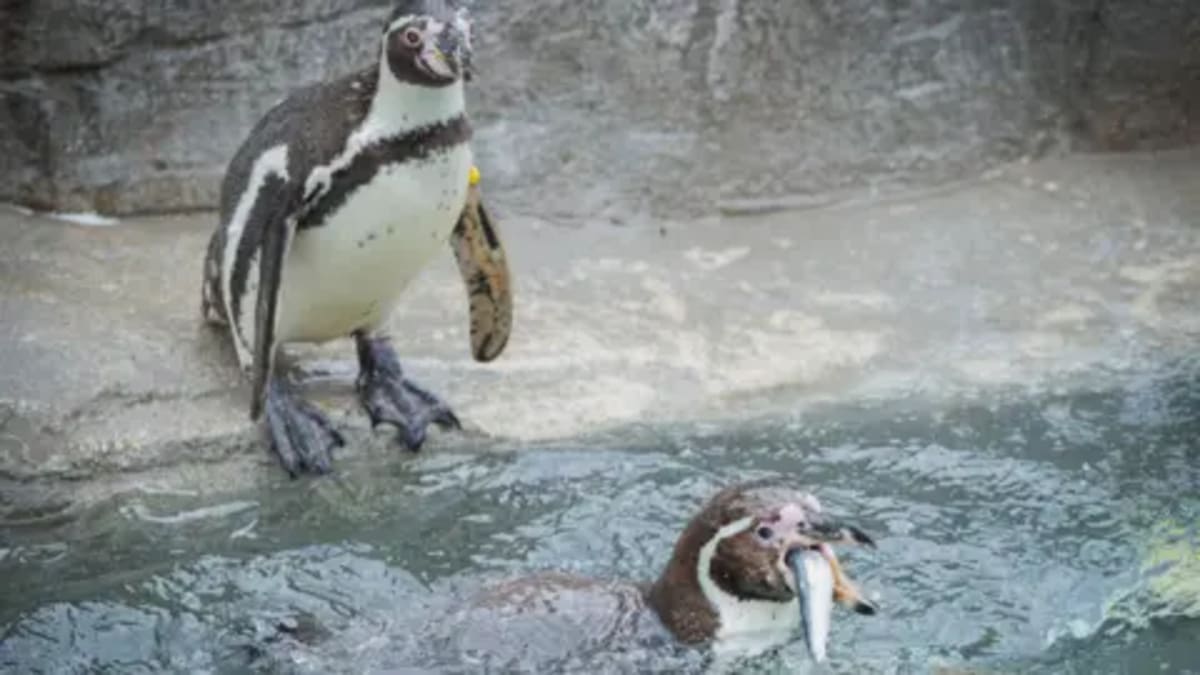 Cornwall Penguins Switch to Local Sardines Caught 10 Miles Away - Image 2