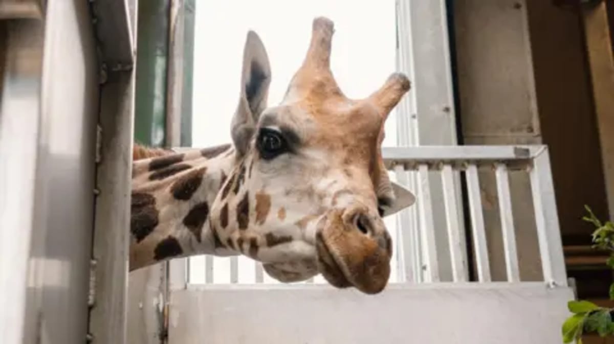 Stanley the Giraffe Joins Fight to Save Rare Species - Image 2