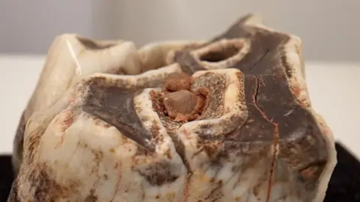 Family Holiday Leads to 120,000-Year-Old Hippo Discovery - Image 3