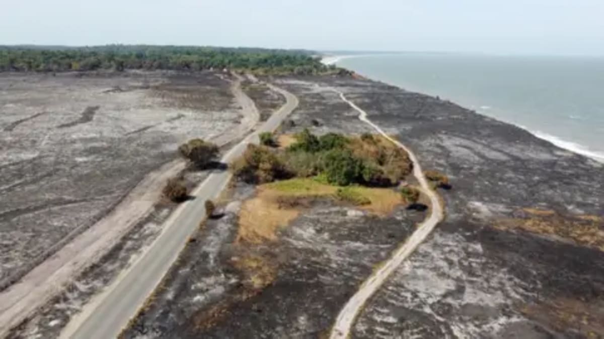 Wildlife Thrives After Fire Ravages Suffolk Heathland - Image 4