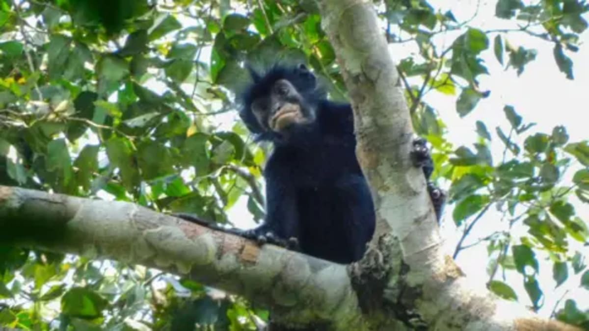 Orange-Lipped Monkey Discovered Hidden in Congo Forests - Image 2