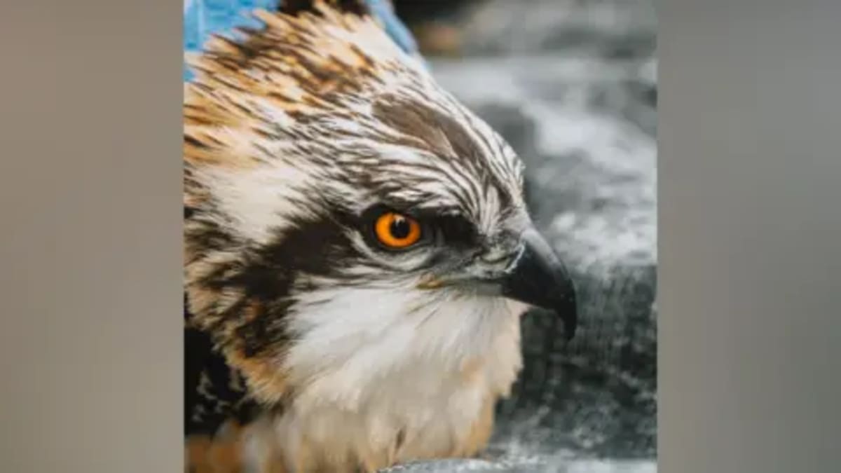 Cumbria Reserve Welcomes Record 5 Osprey Chicks - Image 2