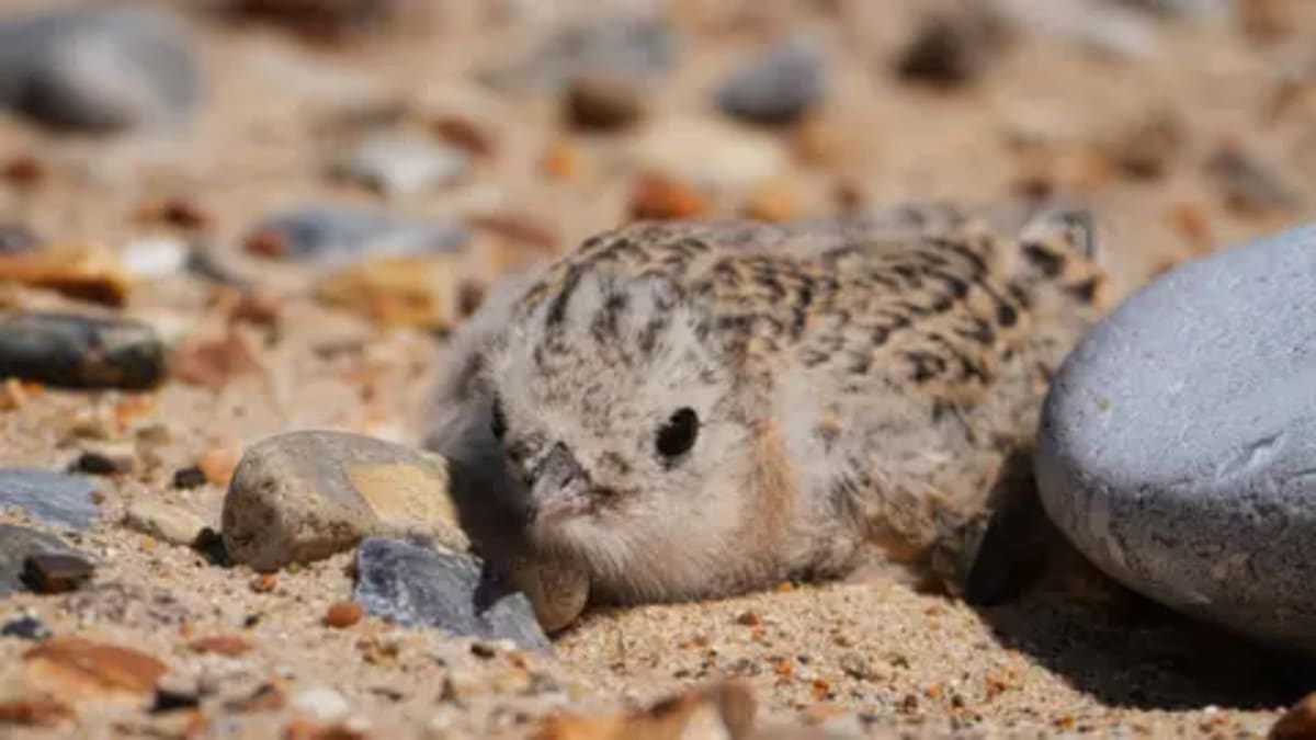 40-Year Project Saves Little Terns on Norfolk Beaches - Image 2