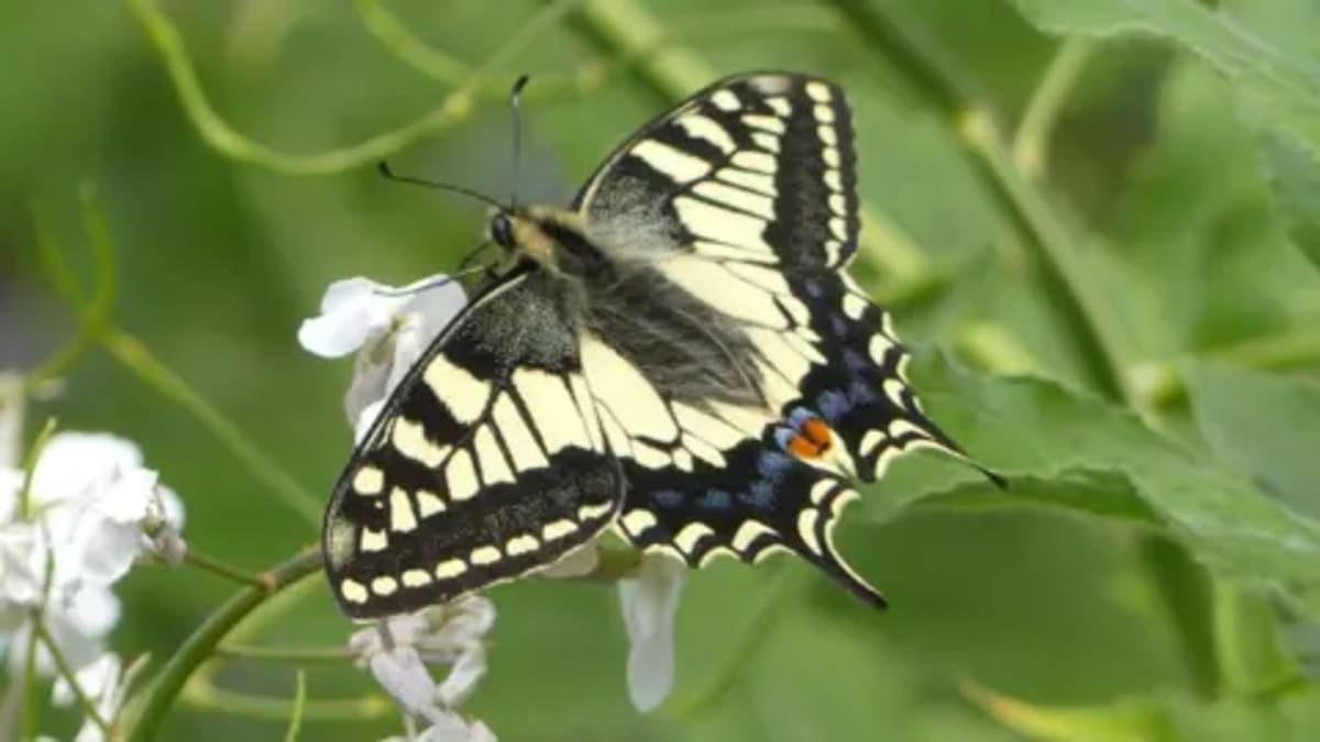 UK's Largest Butterfly Could Return After 100 Years - Image 2