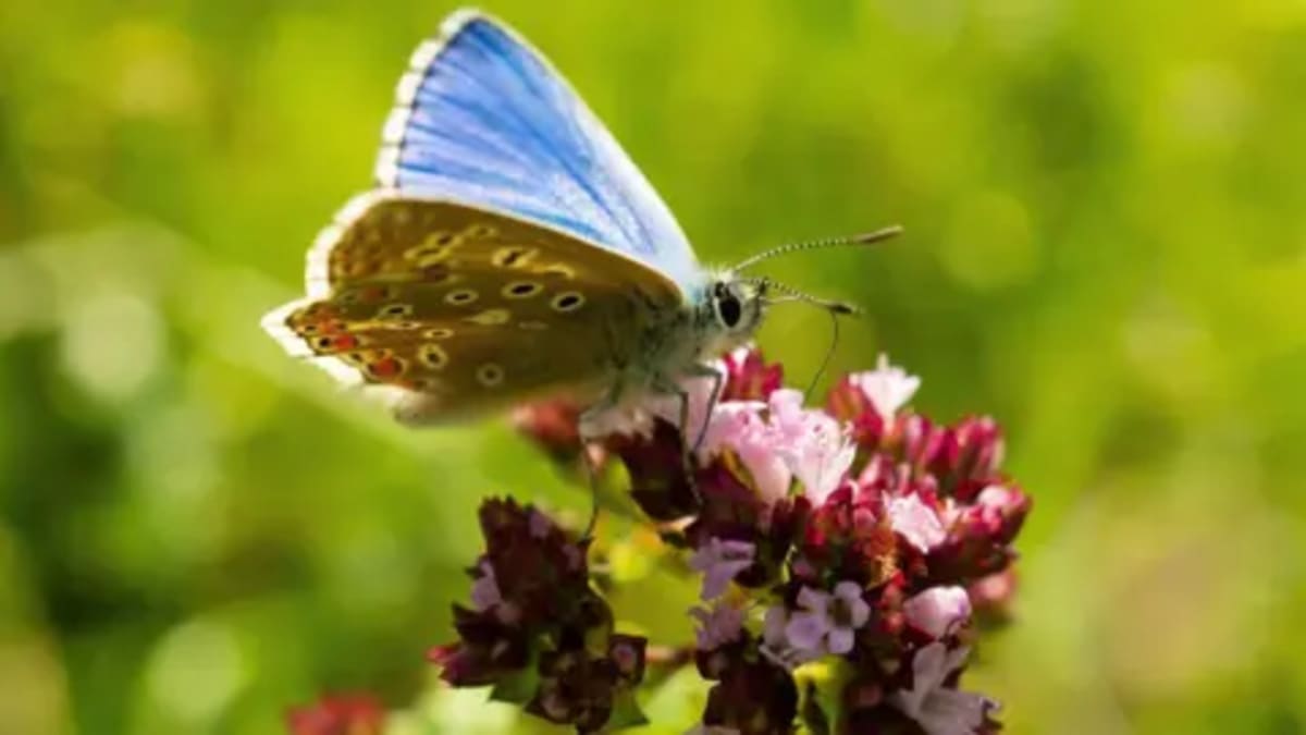 Surrey Creates Insect Highways to Save Rarest Species - Image 2
