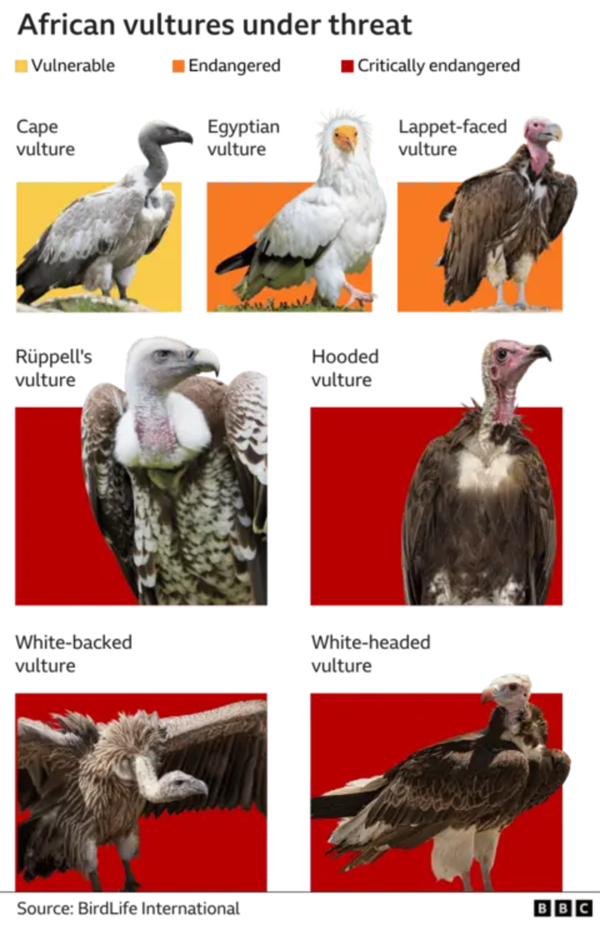 Nigeria's 'Vulture King' Saves Birds From Extinction - Image 4