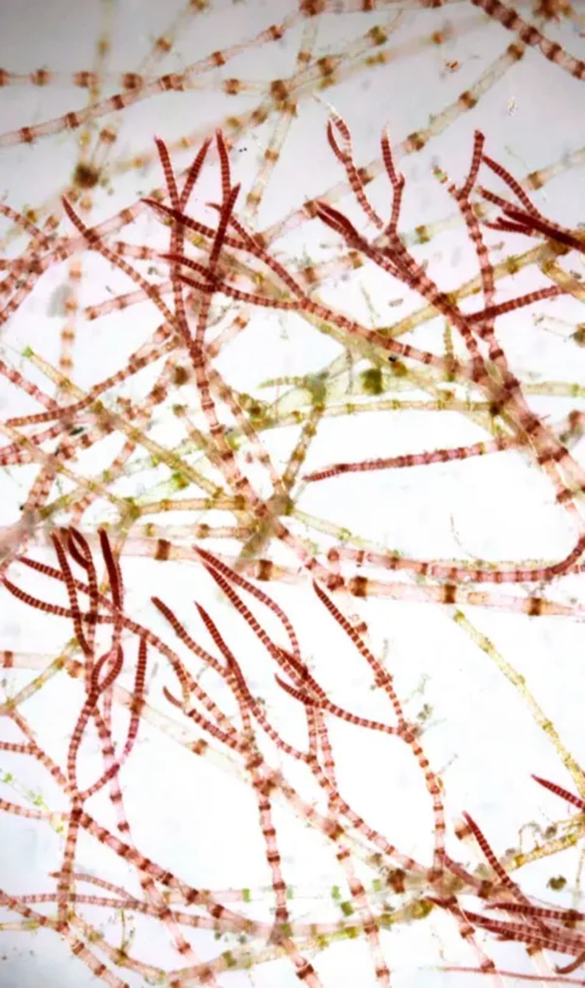 Scientist Solves 40-Year Mystery of Pink-Striped Seaweed - Image 4