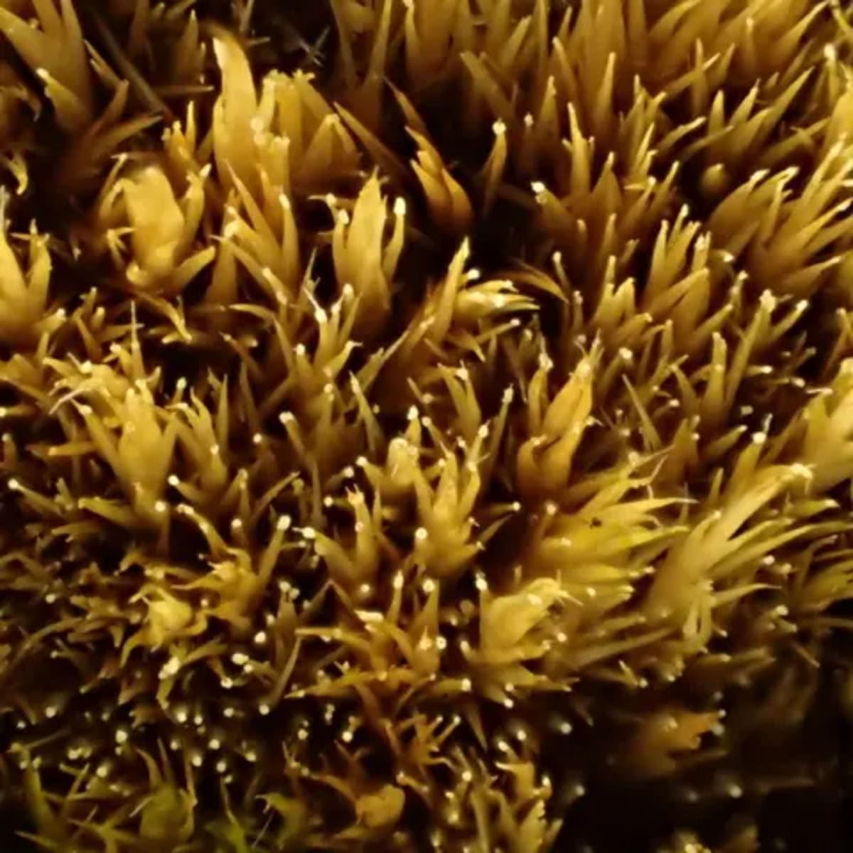 New Fungus in UK Kills Invasive Moss, Restores Habitats - Image 4