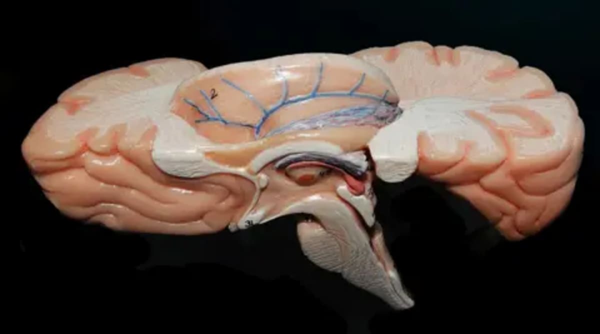 Indian Scientists Map Human Brainstem in 3D at Cellular Level - Image 2