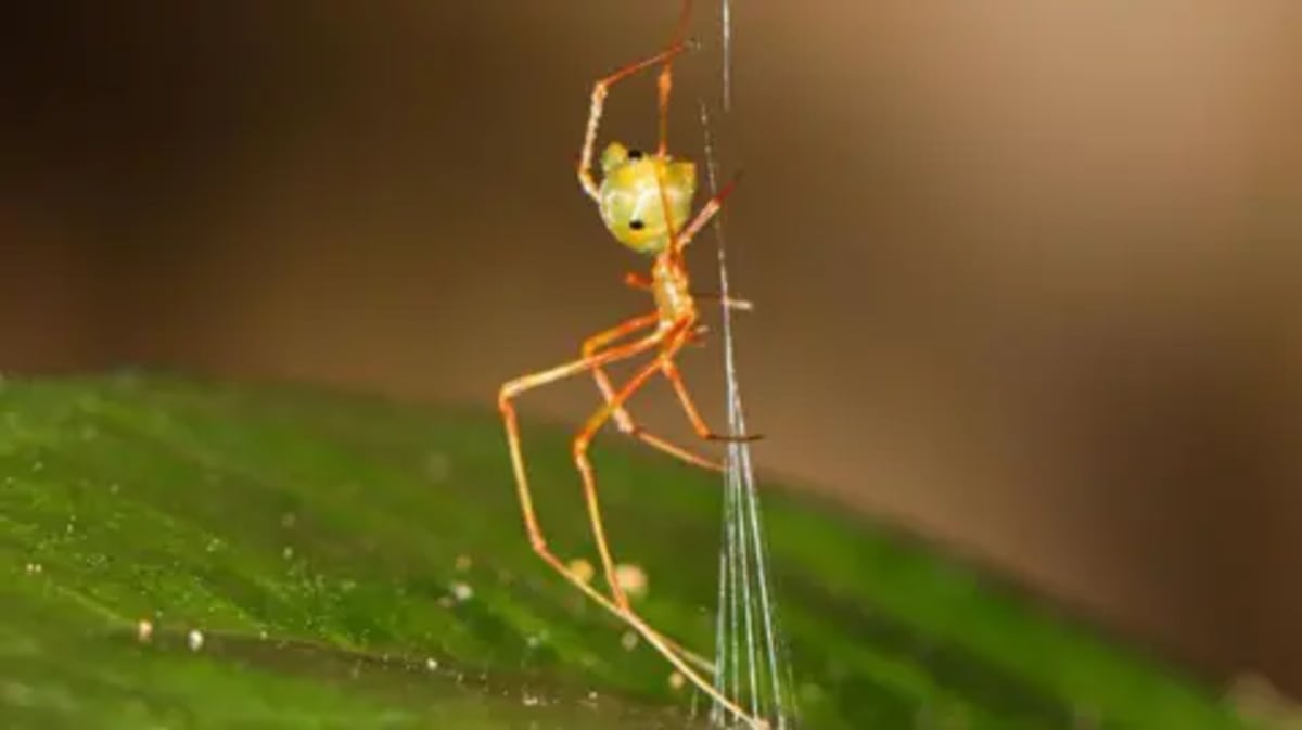 Tiny Spider Uses Catapult Trap to Hunt One Type of Ant - Image 2