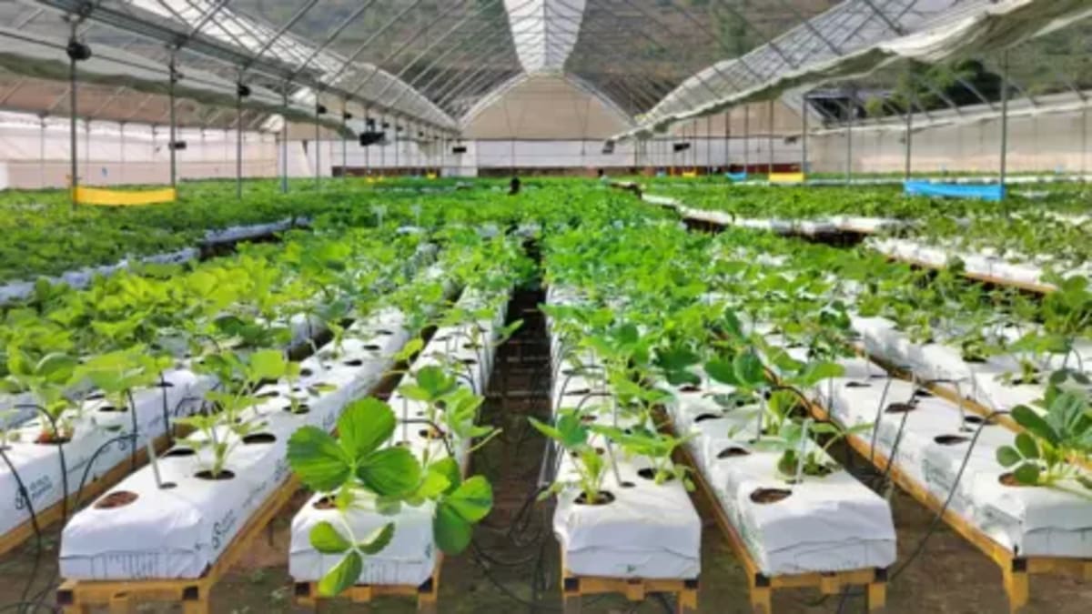 India Builds Year-Round Strawberry Farms With New Tech - Image 4