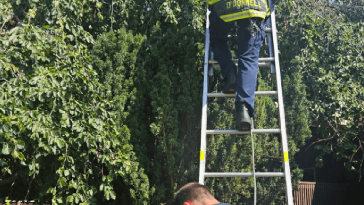 Boise firefighter on ladder reaching toward red-tailed hawk tangled in tree branches
