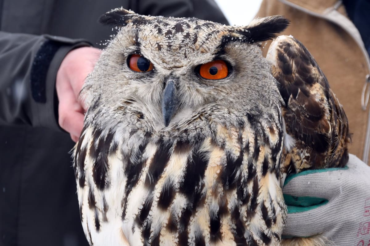 Villagers Save Exhausted Owl in Turkish Mountains