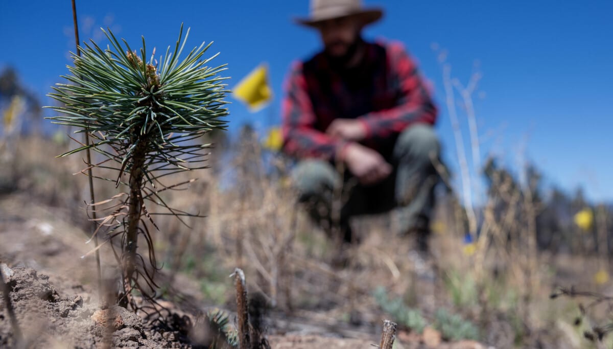 New Mexico to Grow 5 Million Trees Annually by 2028
