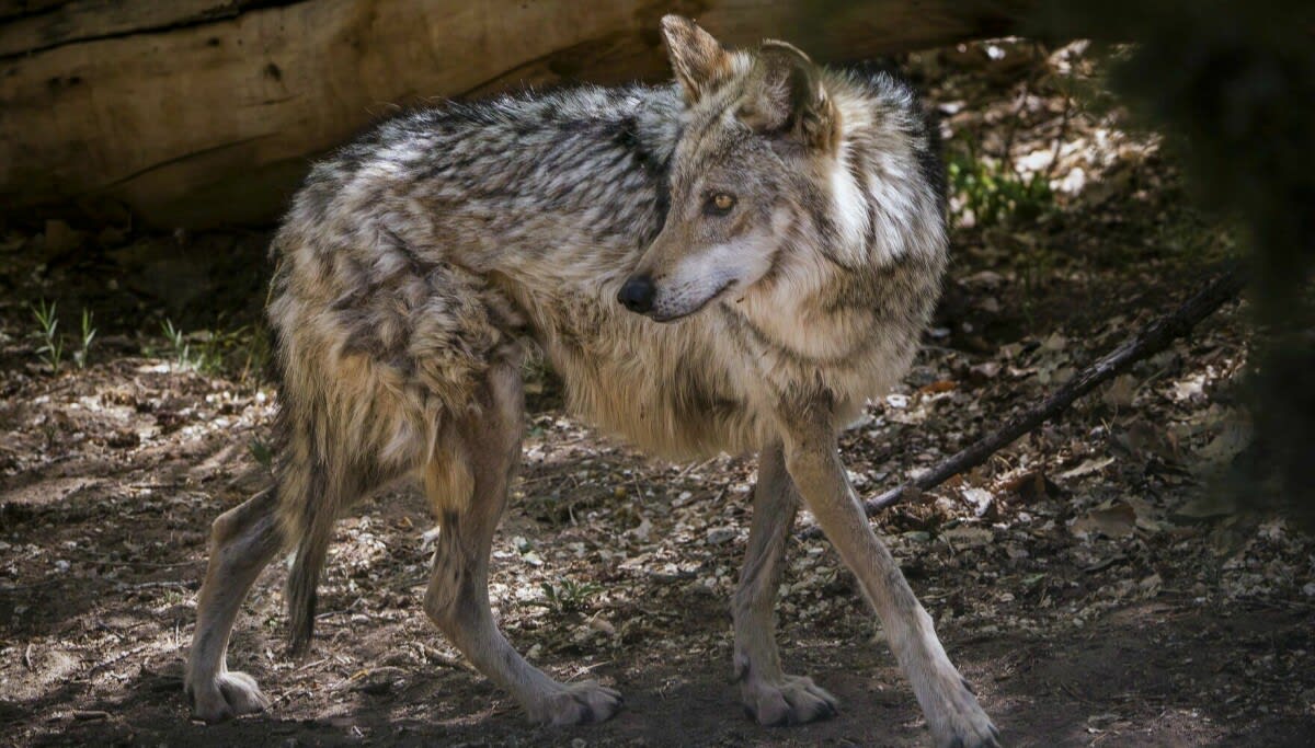 Mexican Gray Wolf Population Hits 319 in Southwest Win