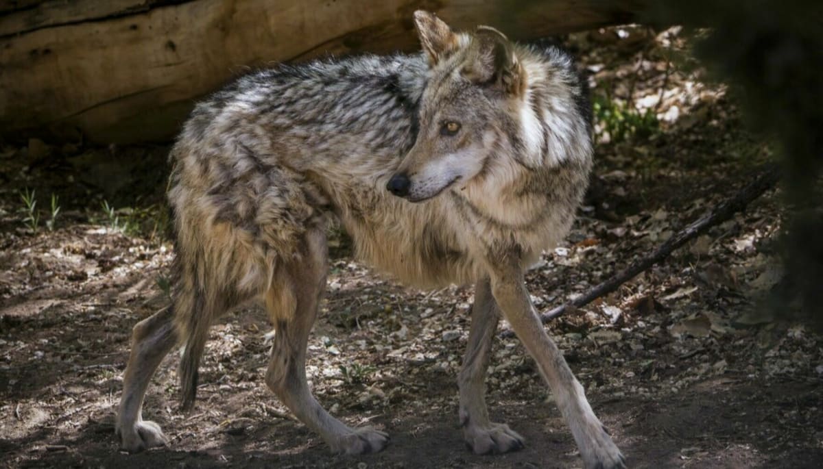 Mexican Gray Wolf Population Hits 319 in Southwest Win - Image 2