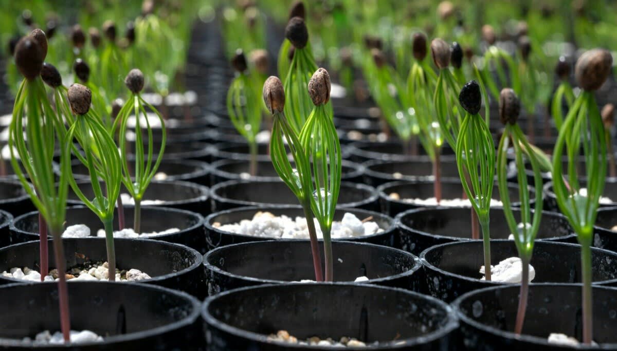 New Mexico to Grow 5M Climate-Ready Trees Annually