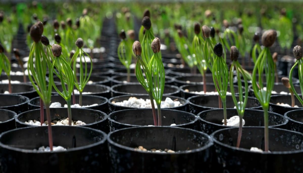 New Mexico to Grow 5M Climate-Ready Trees Annually - Image 2