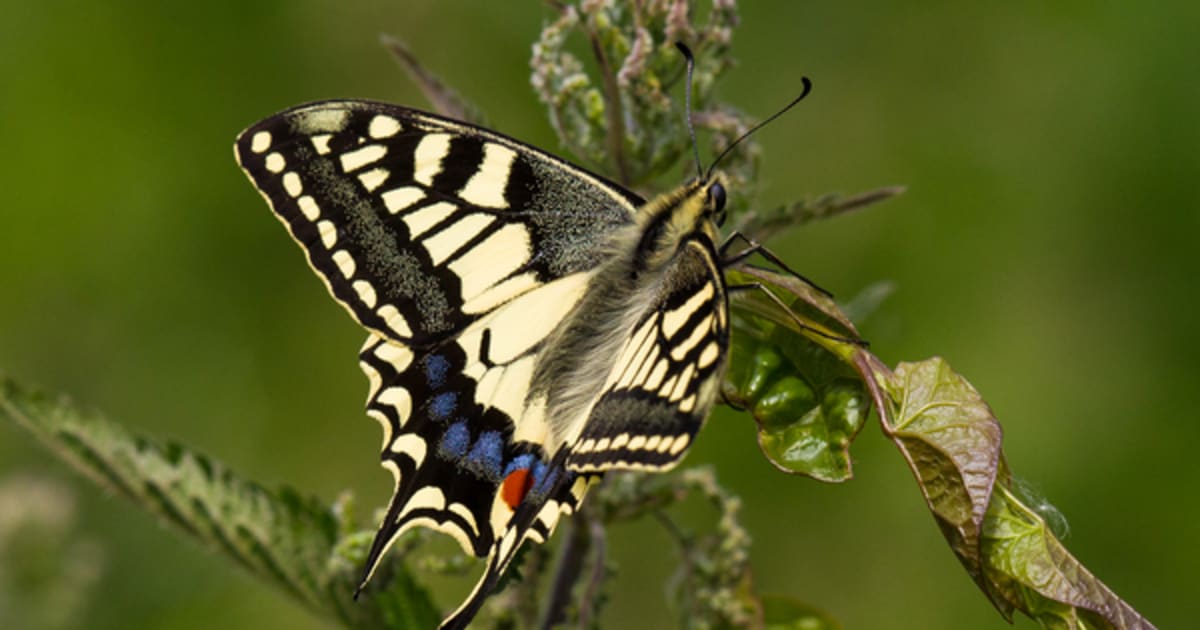 England Invests £60M to Save 350 Rare Species - Image 2
