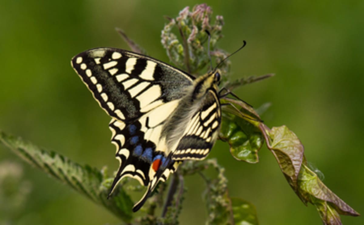 England Invests £60M to Save 350 Rare Species