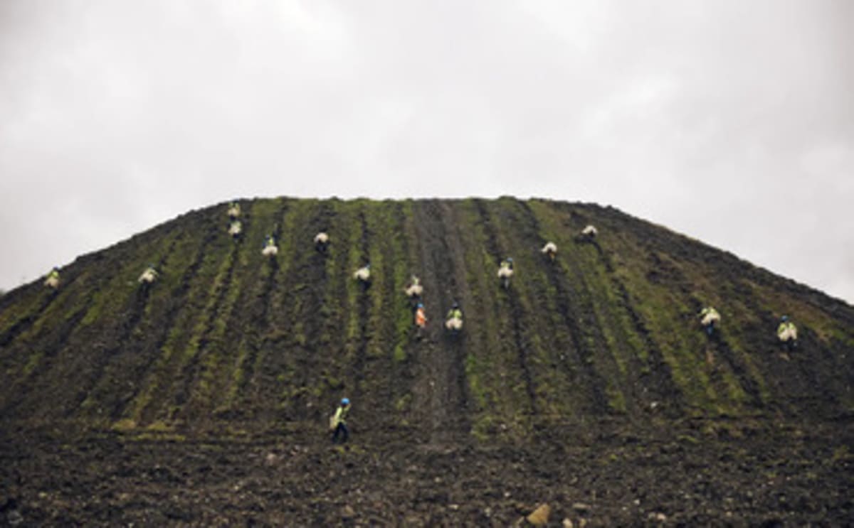 Aerial view of newly planted forest restoration project with young trees in organized rows