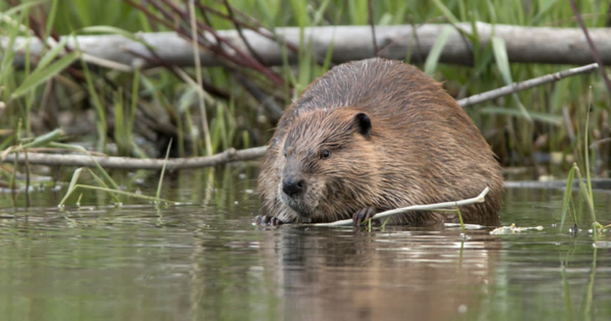 England Invests £90M to Save Rare Birds, Beavers, Butterflies - Image 2