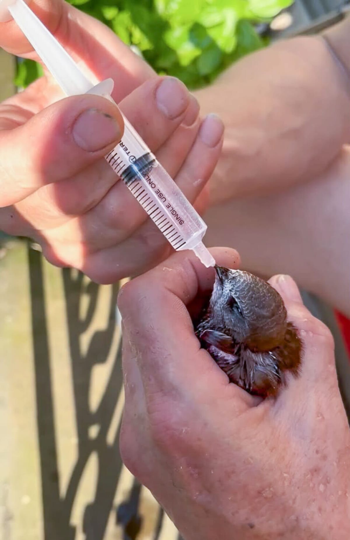 French Wildlife Rescues Surge 30% as Volunteers Rush to Help - Image 4