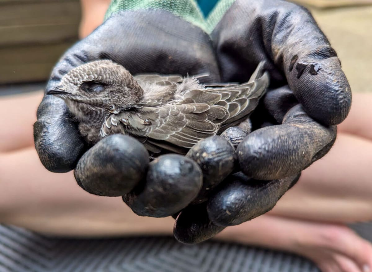 French Wildlife Rescues Surge 30% as Volunteers Rush to Help - Image 5