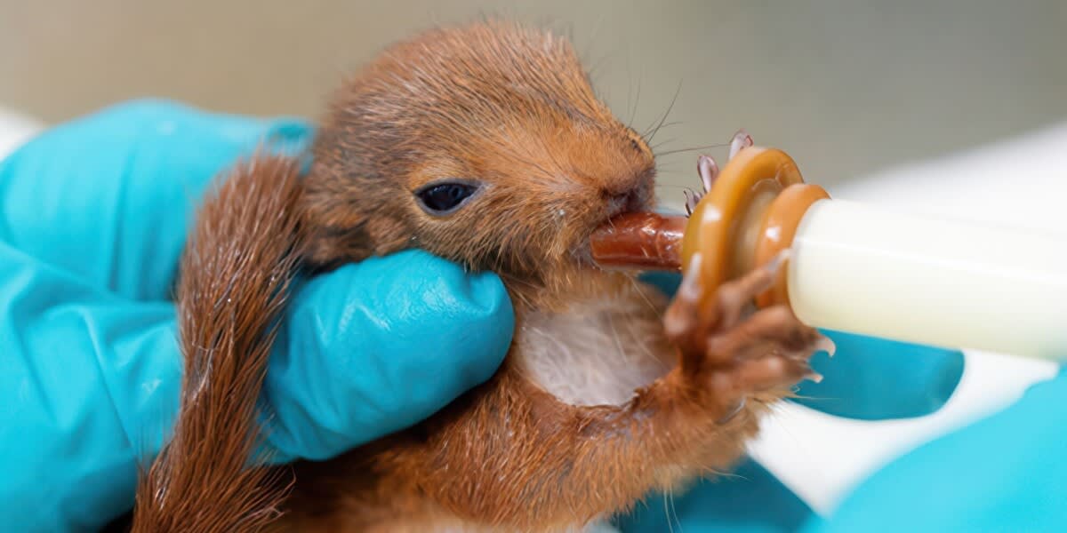 Volunteer caregiver gently holding rescued baby swift bird at French wildlife rehabilitation center