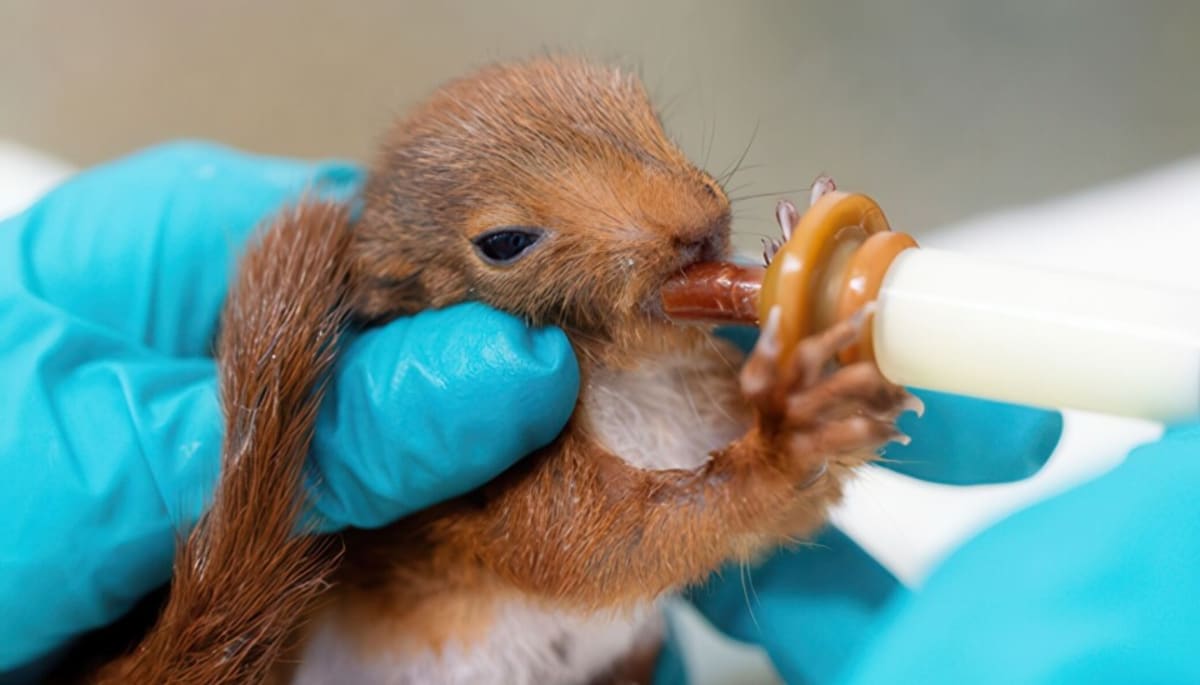French Wildlife Rescues Surge 30% as Volunteers Rush to Help - Image 2