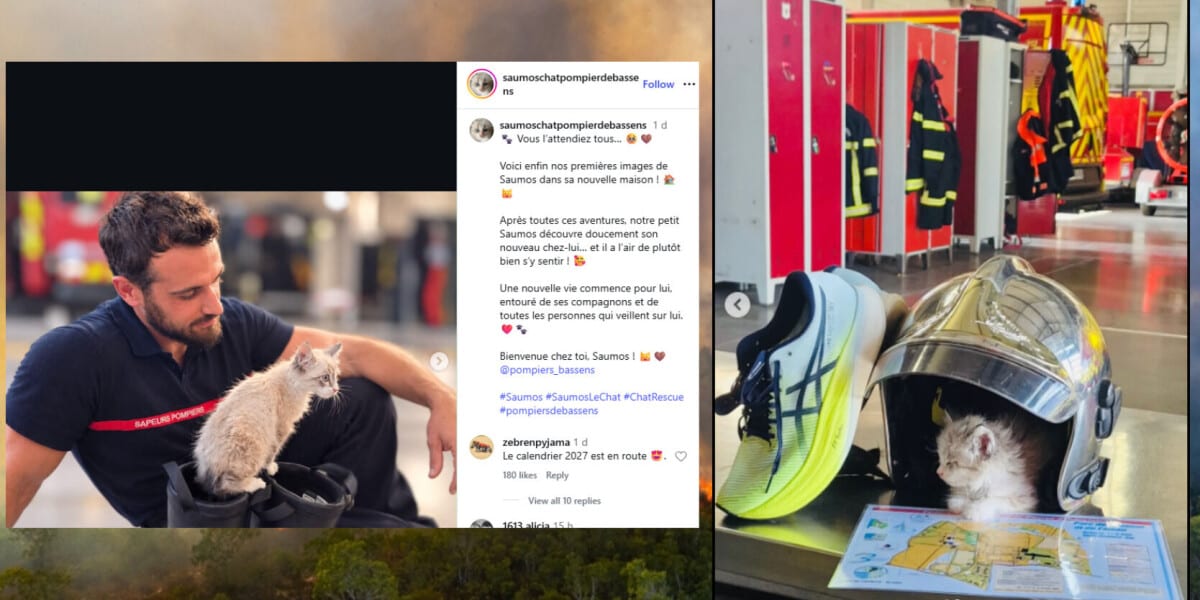 French Firefighters Adopt Kitten Rescued From Wildfire Bin