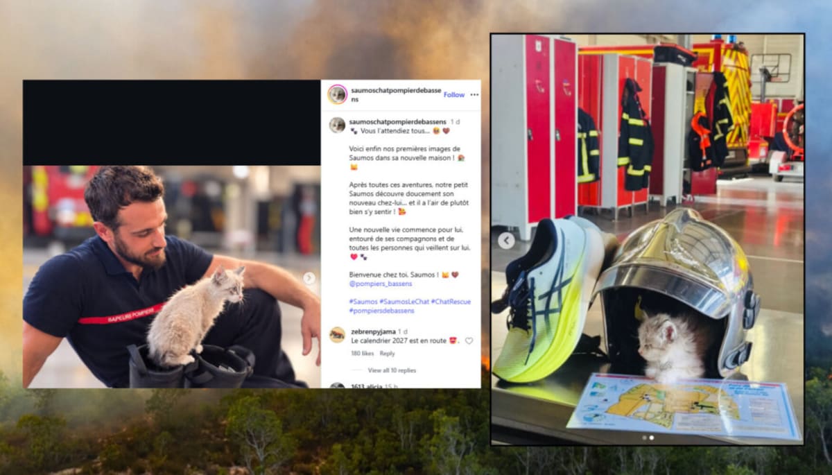 French Firefighters Adopt Kitten Rescued From Wildfire Bin - Image 2